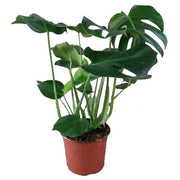 Monstera deliciosa 14/45 Plants Almost Paradise Berlin